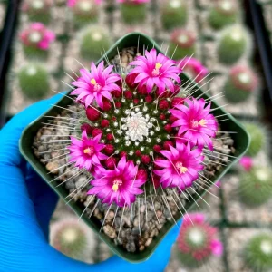 Mammillaria Spinosissima Un Pico Live Cactus Plant – 4 Inch Pot – Blooming - Image 2