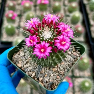 Mammillaria Spinosissima Un Pico Live Cactus Plant – 4 Inch Pot – Blooming - Image 3
