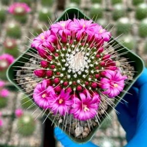 Mammillaria Spinosissima 'Un Pico' Live Cactus Plant - Blooming in 4 Inch Pot - Image 4
