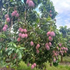 Mango Tree Live Plant - Mangifera Indica Seedling 6-9 Inches Tall - Image 4