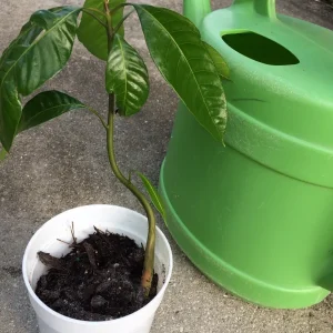 Mango Tree Live Plant - Mangifera Indica Seedling 6-9 Inches Tall - Image 5
