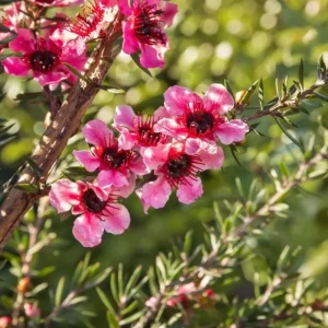 Manuka Tea Tree Live Plant – 4-6 Inch Tall – Evergreen Shrub for Home Garden - Image 2