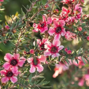 Manuka Tea Tree Live Plant – 4-6 Inch Tall – Evergreen Shrub for Home Garden - Image 3