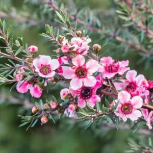 Manuka Tea Tree Live Plant – 4-6 Inch Tall – Evergreen Shrub for Home Garden - Image 4