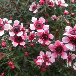 Manuka Tea Tree Live Plant – 4-6 Inch Tall – Evergreen Shrub for Home Garden - Image 5