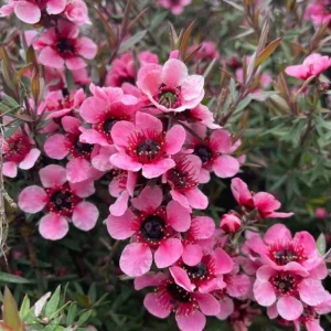 Manuka Tea Tree Live Plant – 4-6 Inch Tall – Evergreen Shrub for Home Garden - Image 6