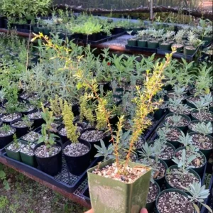 Manuka Tea Tree Live Starter Plant – 4 to 6 Inch Tall – Outdoor Shrub - Image 2