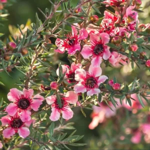 Manuka Tea Tree Live Starter Plant – 4 to 6 Inch Tall – Outdoor Shrub - Image 3