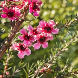 Manuka Tea Tree Live Starter Plant – 4 to 6 Inch Tall – Outdoor Shrub - Image 4