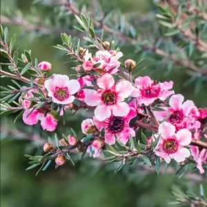 Manuka Tea Tree Live Starter Plant – 4 to 6 Inch Tall – Outdoor Shrub - Image 6