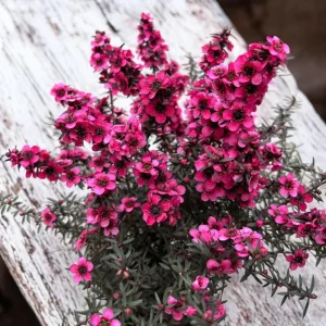 Manuka Tea Tree Live Starter Plant – 4 to 6 Inch Tall – Outdoor Shrub - Image 7