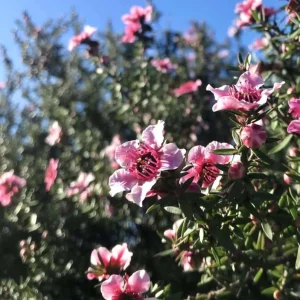 Manuka Tea Tree Live Starter Plant – 4 to 6 Inch Tall – Outdoor Shrub - Image 8