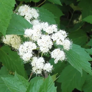 Mapleleaf Viburnum (Viburnum acerifolium) Live Plant - 16+ Inches Tall, Outdoor Shrub - Image 3