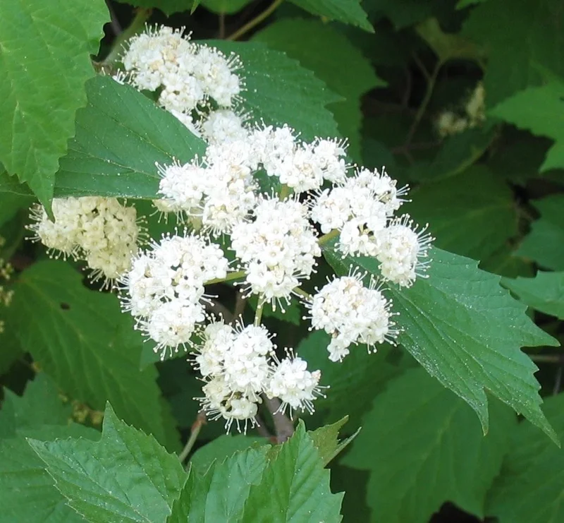 Mapleleaf Viburnum (Viburnum acerifolium) Live Plant - 16+ Inches Tall, Outdoor Shrub - Image 3