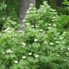 Mapleleaf Viburnum (Viburnum acerifolium) Live Plant - 16+ Inches Tall, Outdoor Shrub - Image 1
