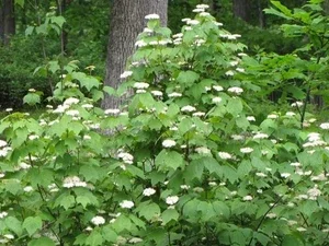 Mapleleaf Viburnum (Viburnum acerifolium) Live Plant - 16+ Inches Tall, Outdoor Shrub - Image 1