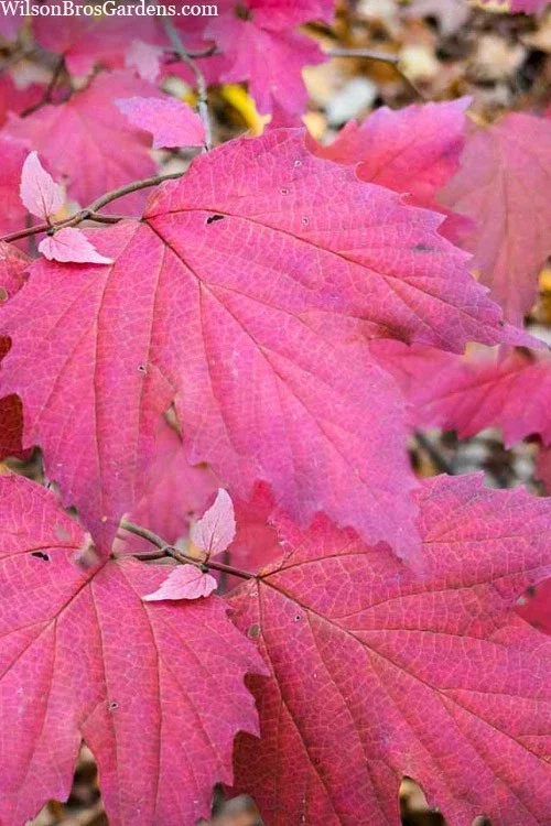 Mapleleaf Viburnum (Viburnum acerifolium) Live Plant - 16+ Inches Tall, Outdoor Shrub - Image 5