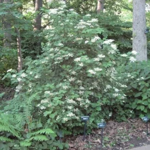Mapleleaf Viburnum (Viburnum acerifolium 'Mapleleaf') Live Plant, 16+ Inches Tall, Outdoor Shrub - Image 2