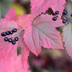Mapleleaf Viburnum (Viburnum acerifolium 'Mapleleaf') Live Plant, 16+ Inches Tall, Outdoor Shrub - Image 4