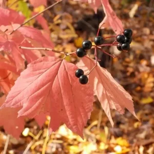 Mapleleaf Viburnum (Viburnum acerifolium 'Mapleleaf') Live Plant, 16+ Inches Tall, Outdoor Shrub - Image 6