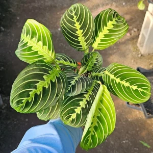 Maranta Lemon Lime Prayer Plant - Live Houseplant - 4 inch Pot - Image 5