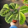 Maranta Lemon Lime Prayer Plant - Live Houseplant - 4 inch Pot - Image 1