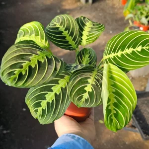 Maranta Lemon Lime Prayer Plant - Live Houseplant - 4 inch Pot - Image 1