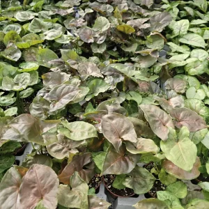 Maria Allusion Syngonium Live Plant – Arrowhead Vine – 2 Inch Pot – Easy Care Houseplant - Image 2