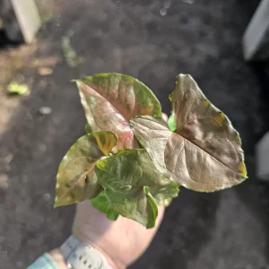 Maria Allusion Syngonium Live Plant – Arrowhead Vine – 2 Inch Pot – Easy Care Houseplant - Image 3