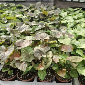 Maria Allusion Syngonium Live Plant – Arrowhead Vine – 2 Inch Pot – Easy Care Houseplant - Image 4