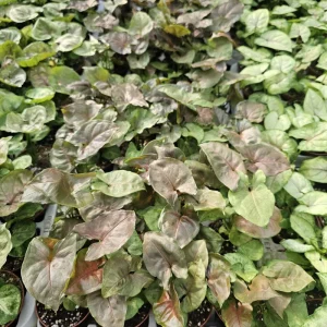 Maria Allusion Syngonium Live Plant – Arrowhead Vine – 2 Inch Pot – Easy Care Houseplant - Image 5