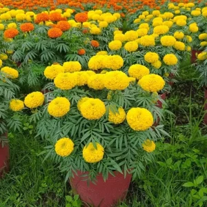 Marigold Live Plant – 4 Inch Pot – Annual Flowering Plant – Outdoor Garden & Container Bloom - Image 2