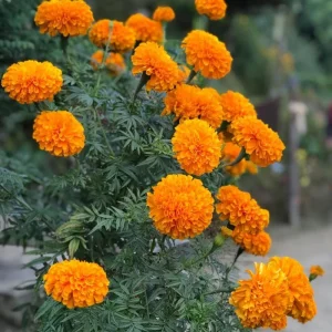 Marigold Live Plant – 4 Inch Pot – Annual Flowering Plant – Outdoor Garden & Container Bloom - Image 3
