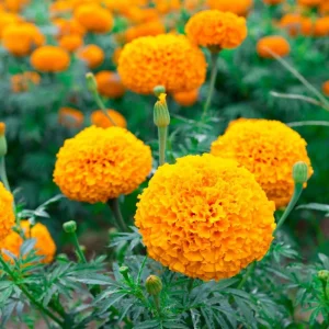 Marigold Live Plant – 4 Inch Pot – Annual Flowering Plant – Outdoor Garden & Container Bloom - Image 4