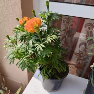 Marigold Live Plant – 4 Inch Pot – Annual Flowering Plant – Outdoor Garden & Container Bloom - Image 5