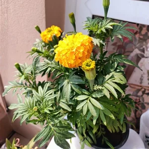 Marigold Live Plant – 4 Inch Pot – Annual Flowering Plant – Outdoor Garden & Container Bloom - Image 6