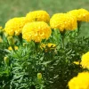 Marigold Live Plant – 4 Inch Pot – Annual Flowering Plant – Outdoor Garden & Container Bloom - Image 1