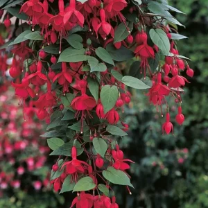 Marinka Fuchsia Live Plant 2-5 Inch Tall - Trailing Red Flowers for Hanging Baskets - Image 2