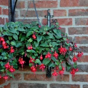 Marinka Fuchsia Live Plant 2-5 Inch Tall - Trailing Red Flowers for Hanging Baskets - Image 4