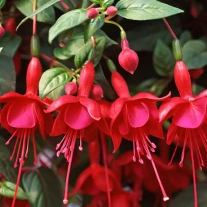 Marinka Fuchsia Live Plant 2-5 Inch Tall - Trailing Red Flowers for Hanging Baskets - Image 1