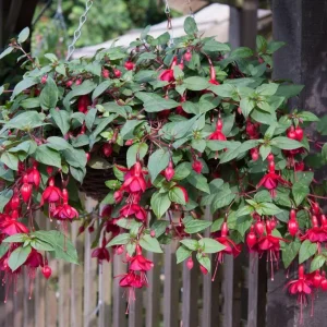 Marinka Fuchsia Live Plant - Trailing Red Flowers - 5 inch Pot - USDA Zones 9-11 - Image 2