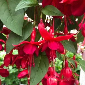 Marinka Fuchsia Live Plant - Trailing Red Flowers - 5 inch Pot - USDA Zones 9-11 - Image 3