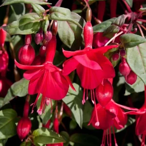 Marinka Fuchsia Live Plant - Trailing Red Flowers - 5 inch Pot - USDA Zones 9-11 - Image 4