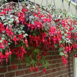 Marinka Fuchsia Live Plant - Trailing Red Flowers - 5 inch Pot - USDA Zones 9-11 - Image 5