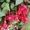 Marinka Fuchsia Live Plant - Trailing Red Flowers - 5 inch Pot - USDA Zones 9-11 - Image 1