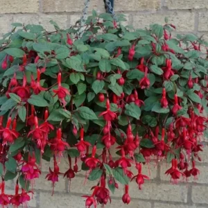 Marinka Fuchsia Live Starter Plants - Set of 2 - 2-5 Inch Tall - Red Flowers - Trailing Hanging Basket Plant - Image 3