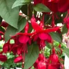 Marinka Fuchsia Live Starter Plants - Set of 2 - 2-5 Inch Tall - Red Flowers - Trailing Hanging Basket Plant - Image 1