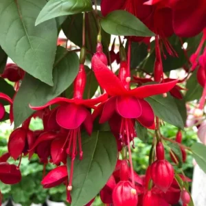 Marinka Fuchsia Live Starter Plants - Set of 2 - 2-5 Inch Tall - Red Flowers - Trailing Hanging Basket Plant - Image 1