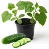 Marketmore Cucumber Live Plant - 4 Inch Pot - Slicing Vegetable Vine - 4-6 Inch Tall - Image 1