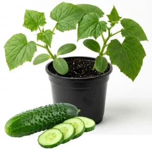 Marketmore Cucumber Live Plant - 4 Inch Pot - Slicing Vegetable Vine - 4-6 Inch Tall - Image 1